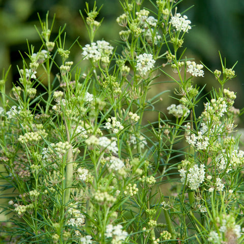 Asclepias verticillata - Whorled Milkweed