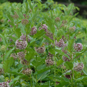 Asclepias syriaca - Common Milkweed