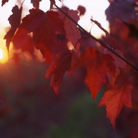 Acer rubrum 'Autumn Flame' - Red Maple