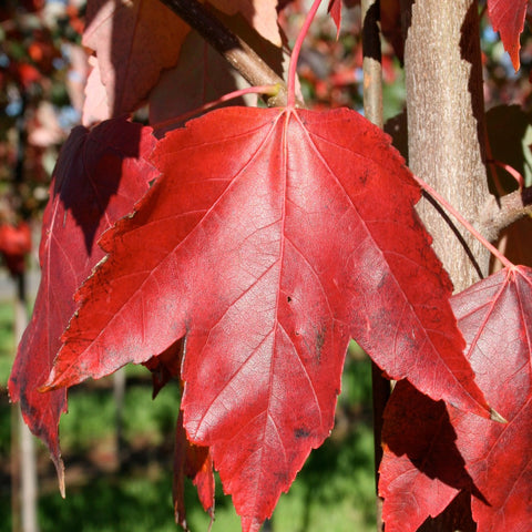 Acer rubrum 'Red Sunset' - Red Maple