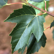 Acer rubrum 'Red Sunset' - Red Maple