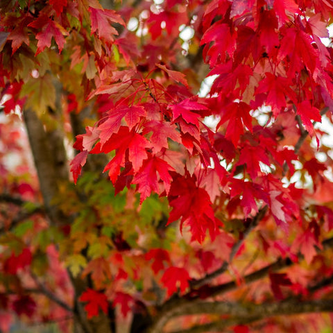 Acer rubrum - Red Maple