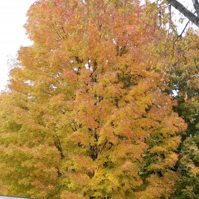 Acer saccharum  - Sugar Maple