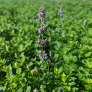 Agastache foeniculum - Anise Hyssop