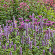 Agastache foeniculum - Anise Hyssop