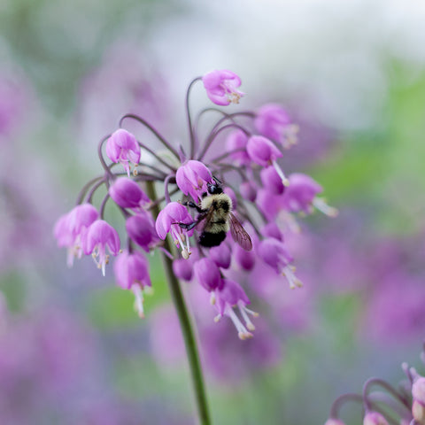 Allium cernuum - Wild Nodding Onion