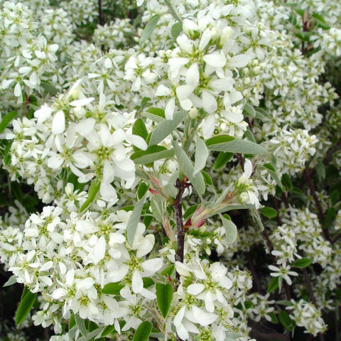 Amelanchier canadensis - Shadblow