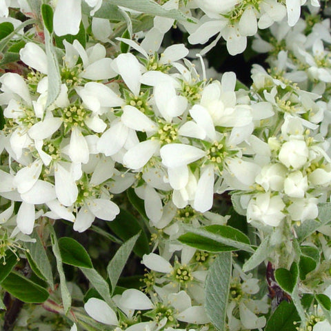 Amelanchier canadensis - Shadblow