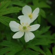 Anemone canadensis - Windflower