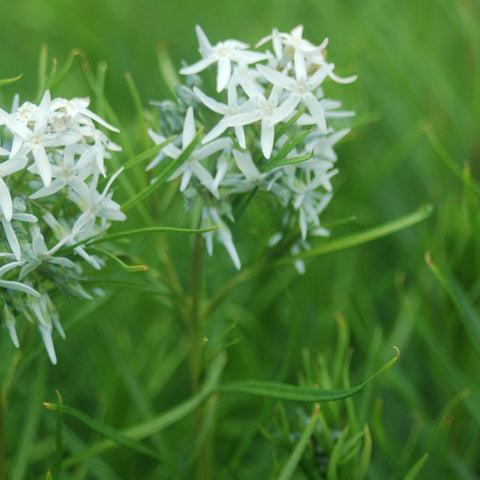 Amsonia hubrichtii - Threadleaf Bluestar