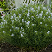 Amsonia hubrichtii - Threadleaf Bluestar