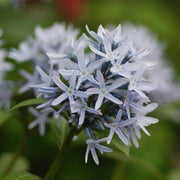 Amsonia tabernaemontana var. salicifolia - Eastern bluestar