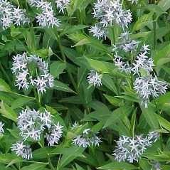 Amsonia tabernaemontana var. salicifolia - Eastern bluestar