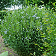 Amsonia tabernaemontana var. salicifolia - Eastern bluestar