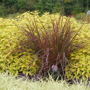 Andropogon gerardii 'Red October' - Big Bluestem