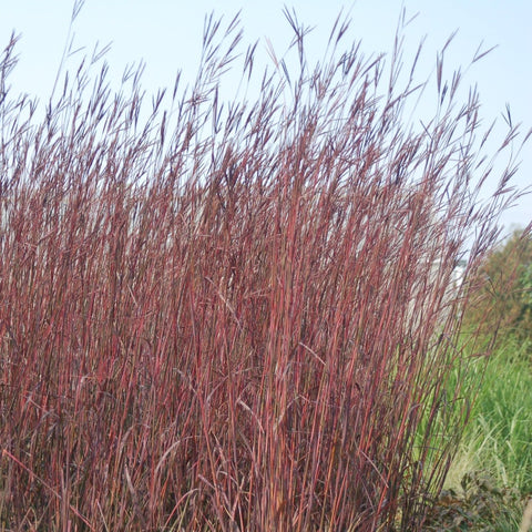 Andropogon gerardii 'Red October' - Big Bluestem