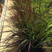 Andropogon gerardii 'Red October' - Big Bluestem