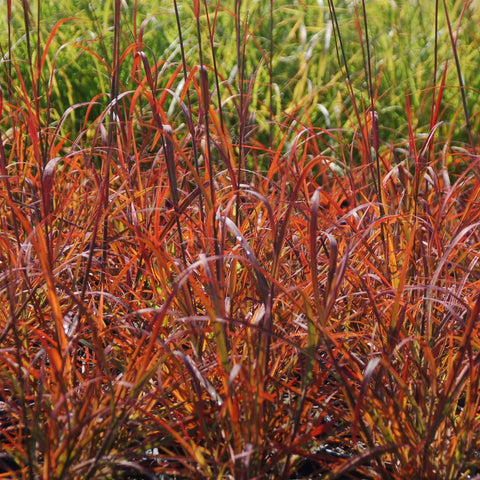 Andropogon gerardii 'Red October' - Big Bluestem