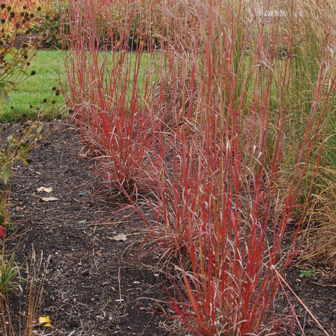 Andropogon gerardii 'Red October' - Big Bluestem