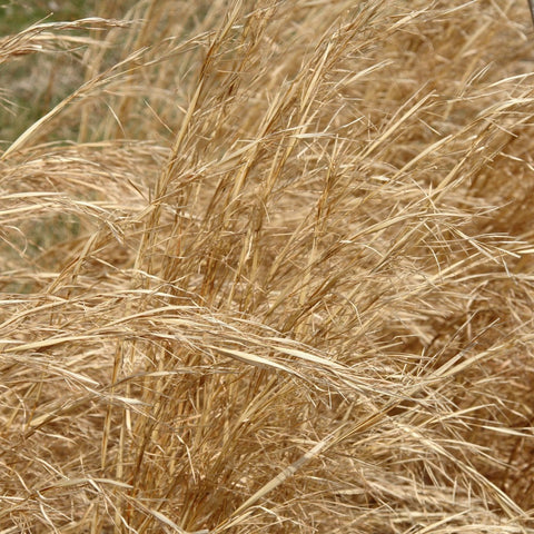 Andropogon virginicus - Broomsedge