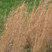 Andropogon virginicus - Broomsedge