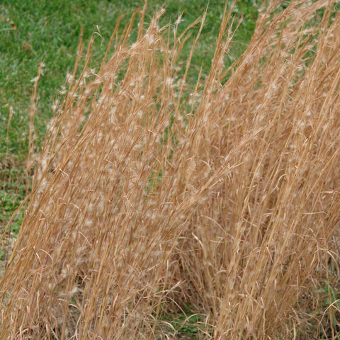 Andropogon virginicus - Broomsedge