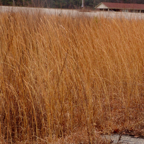 Andropogon virginicus - Broomsedge