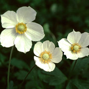 Anemone canadensis - Windflower