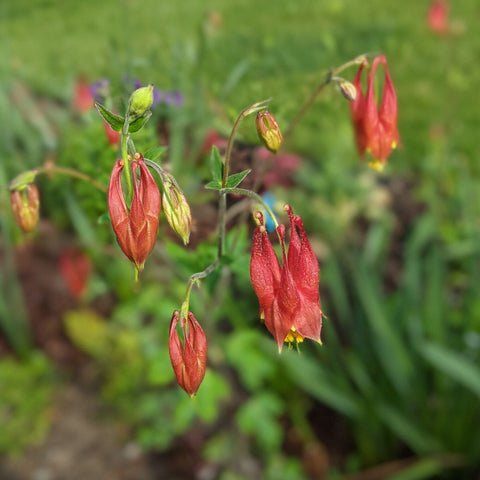 Aquilegia canadensis - Columbine