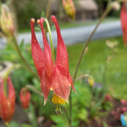 Aquilegia canadensis - Columbine