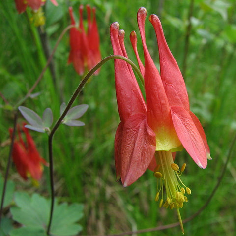 Aquilegia canadensis - Wild columbine