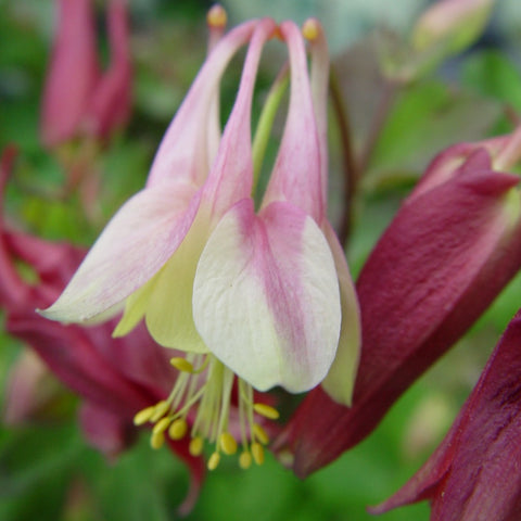 Aquilegia canadensis 'Little Lanterns' - Wild Columbine