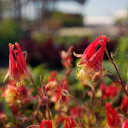 Aquilegia canadensis 'Little Lanterns' - Wild Columbine