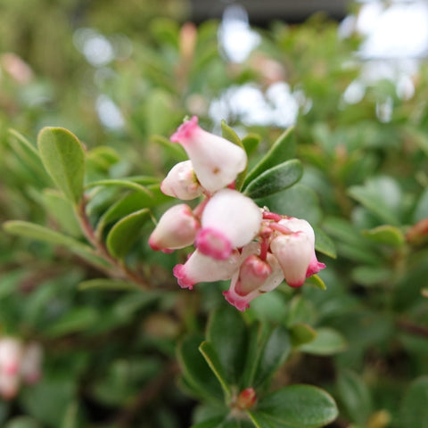 Arctostaphylos uva-ursi 'Massachusetts' - Common Bearberry