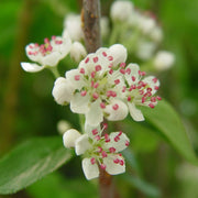 Aronia arbutifolia 'Brilliantissima' - Chokeberry