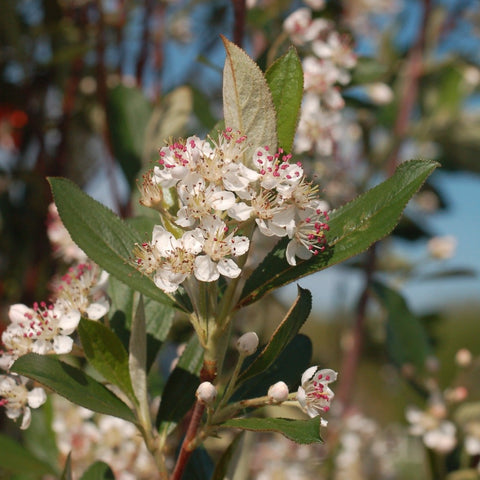 Aronia arbutifolia 'Brilliantissima' - Chokeberry