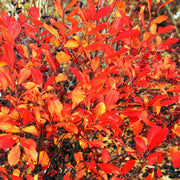 Aronia arbutifolia 'Brilliantissima' - Chokeberry