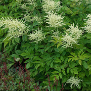 Aruncus dioicus - Goat's Beard