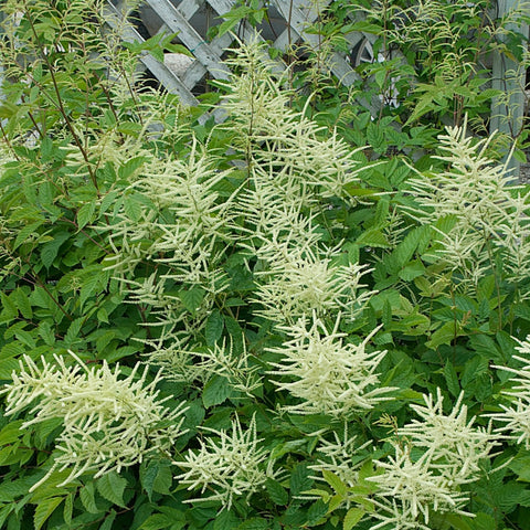 Aruncus dioicus - Goat's Beard