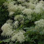 Aruncus dioicus - Goat's Beard