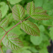 Aruncus dioicus - Goat's Beard