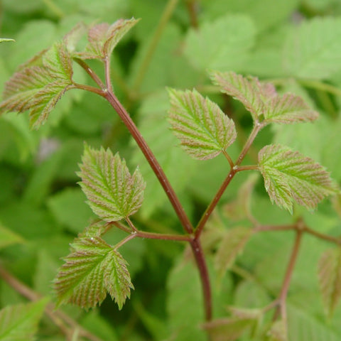 Aruncus dioicus - Goat's Beard