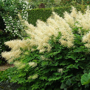 Aruncus dioicus - Goat's Beard