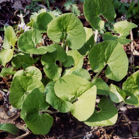 Asarum canadense - Wild Ginger