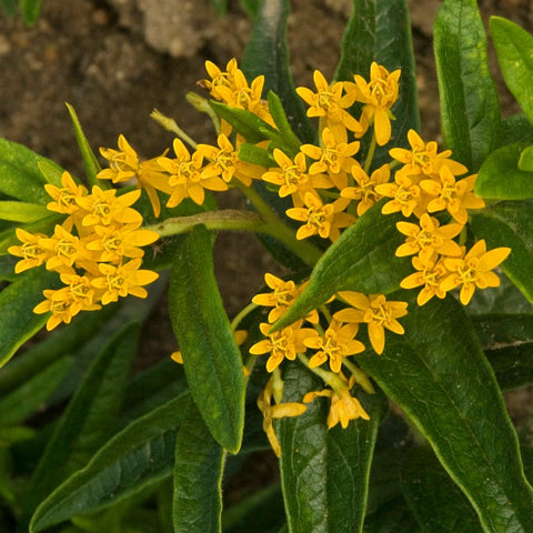 Asclepias tuberosa 'Hello Yellow' - Butterfly Weed