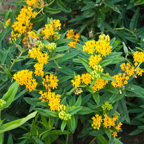 Asclepias tuberosa 'Hello Yellow' - Butterfly Weed