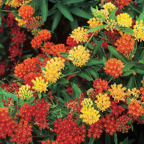 Asclepias tuberosa 'Gay Butterflies' - Gay Butterflies butterfly weed