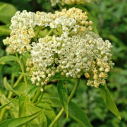 Asclepias incarnata 'Ice Ballet' - Ice Ballet Swamp Milkweed