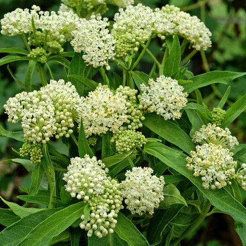 Asclepias incarnata 'Ice Ballet' - Ice Ballet Swamp Milkweed