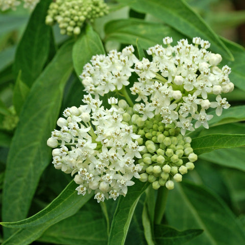 Asclepias incarnata 'Ice Ballet' - Ice Ballet Swamp Milkweed